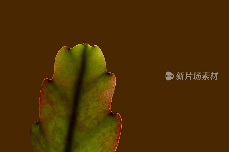 兰花仙人掌叶——肉质植物
