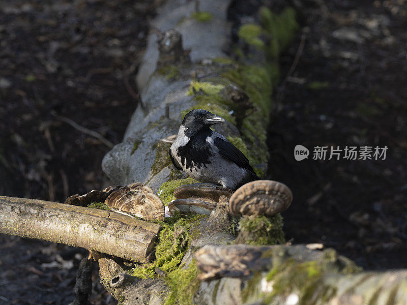 卑鄙的小人