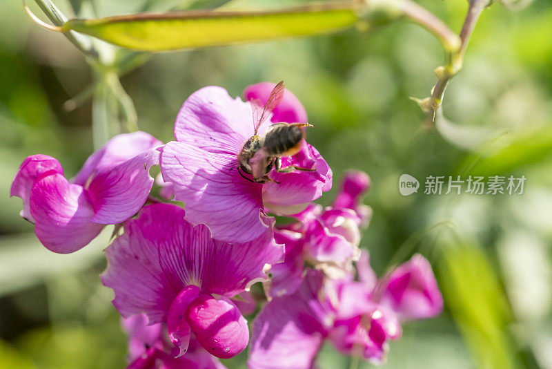 一只蜜蜂在一颗多年生的粉红色甜豌豆上