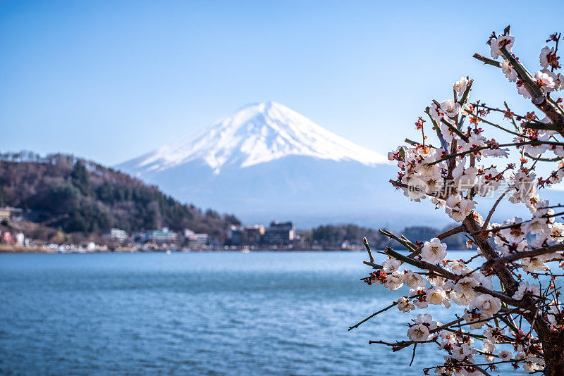 富士山和樱桃树