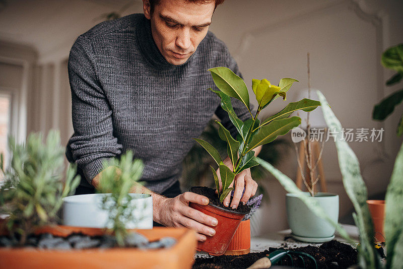 里德海德先生在家里种植室内植物