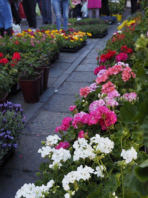 米兰运河上的花卉市场