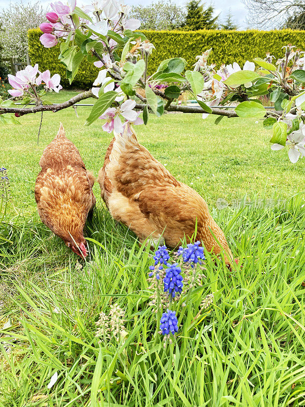 自由放养的罗曼褐母鸡在有苹果花和郁金香的春天花园里觅食