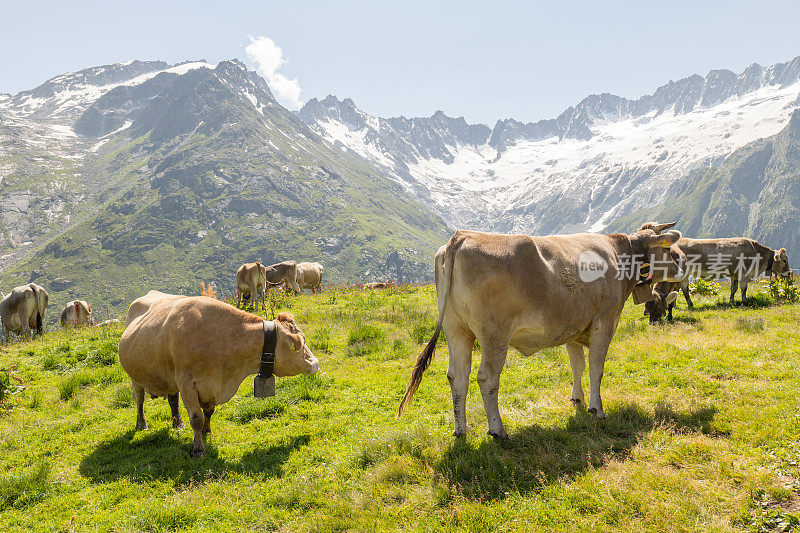瑞士，一群在牧场上吃草的牛