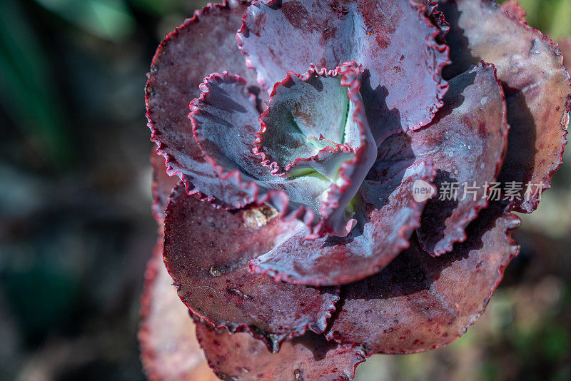 一种多肉植物，生长在加拿大的百周年公园温室。