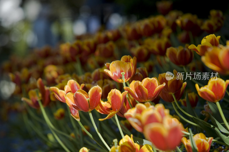 郁金香花园