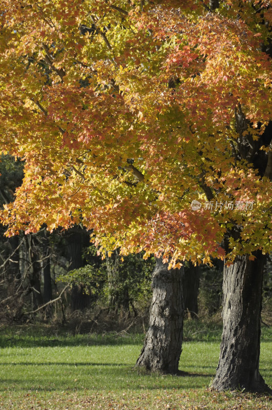 秋天的枫树,密歇根