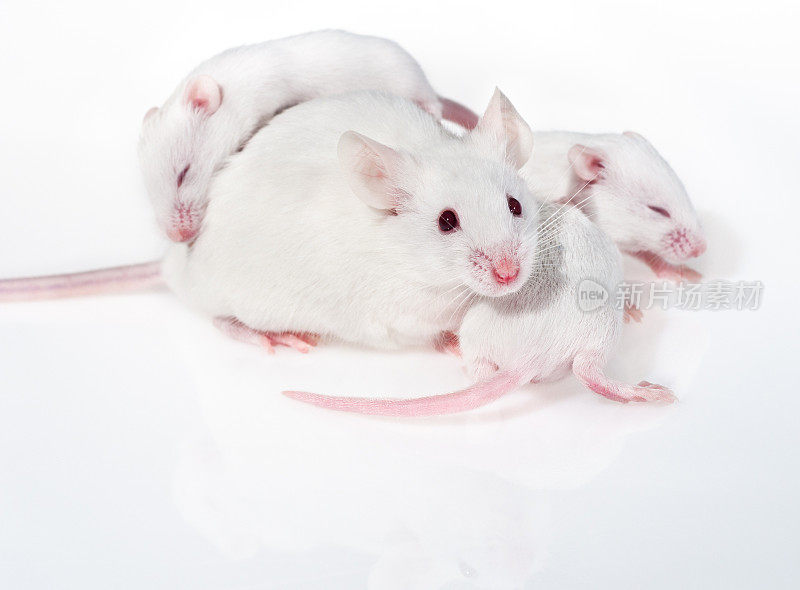带着三只幼崽的白色老鼠妈妈