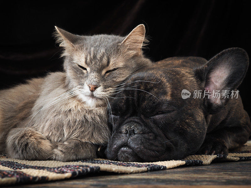 狗和猫睡在一起，可爱的互相拥抱