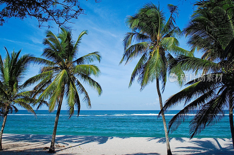 肯尼亚的沙滩上有棕榈树