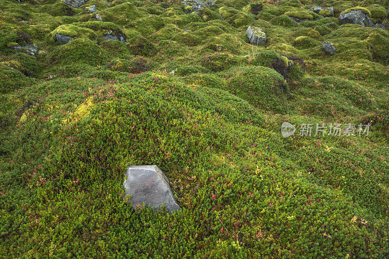 挪威罗浮敦野生植物