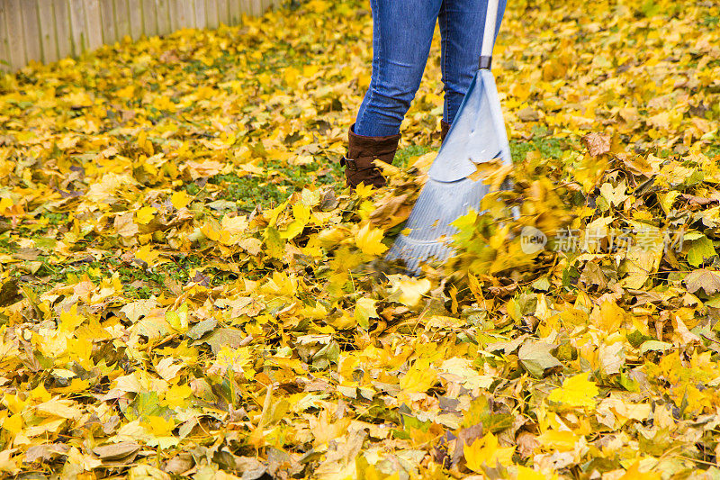 年轻女子在院子里耙树叶。秋天的颜色