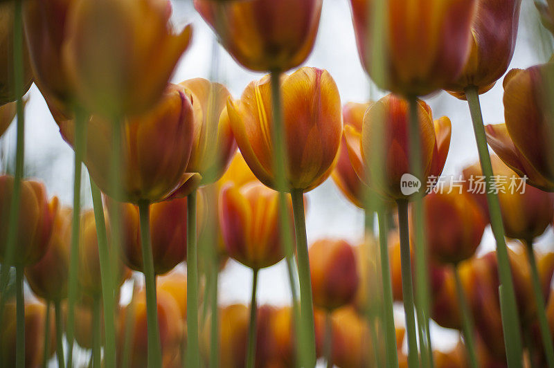 橙色tulips-low景深