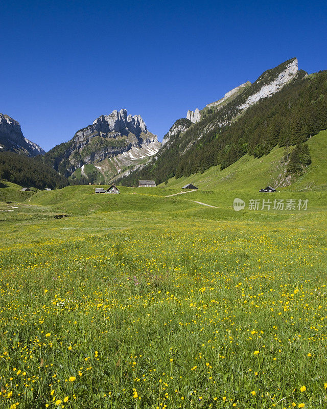 阿尔卑斯山的初夏