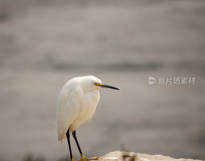 唯一的白鹭站在海堤上