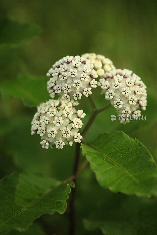 白色的乳草属植物的花