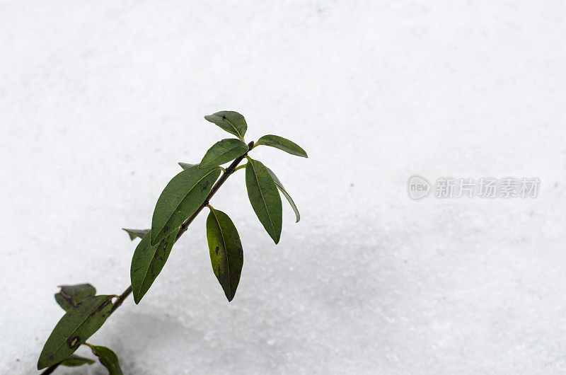 雪堆里的绿枝