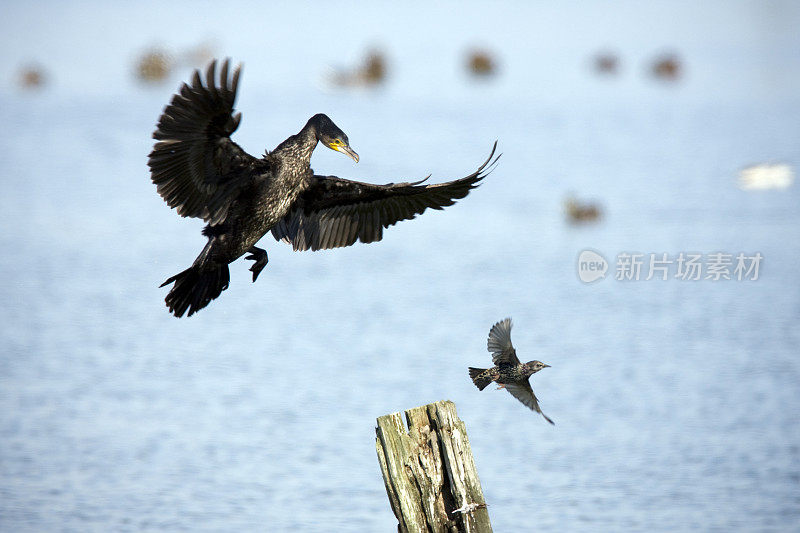 鸬鹚(Phalacrocorax碳水化合物)