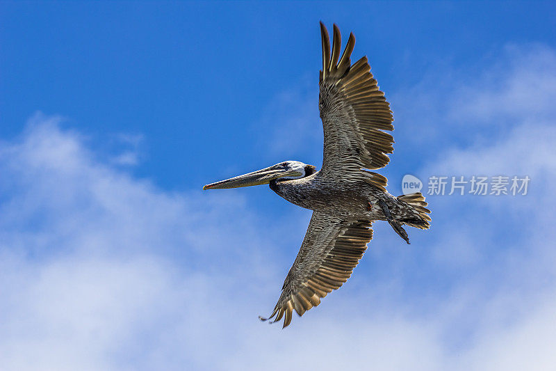 褐鹈鹕飞行