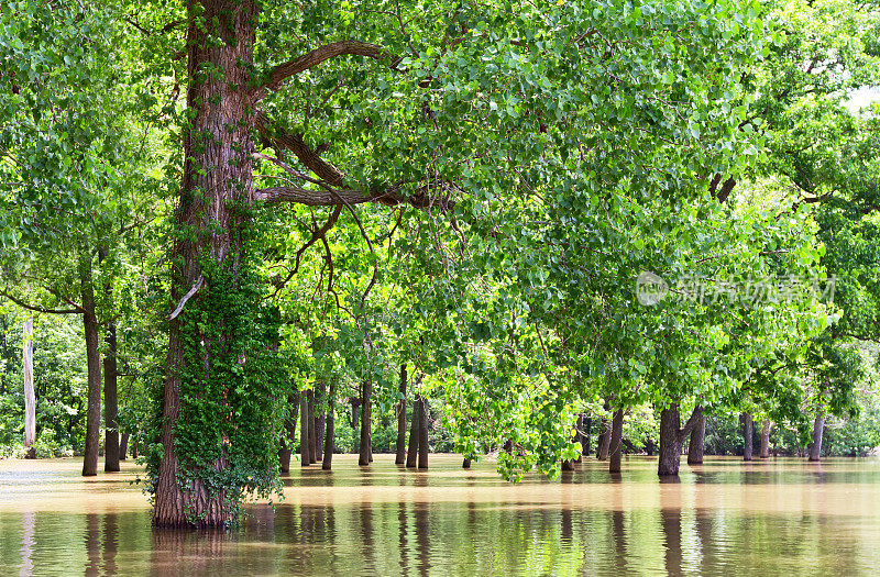 密西西比河沿岸洪水中的树木