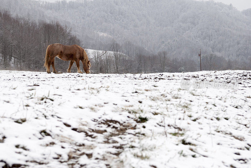 在田纳西州罗安山冬天的雪地里吃草的马