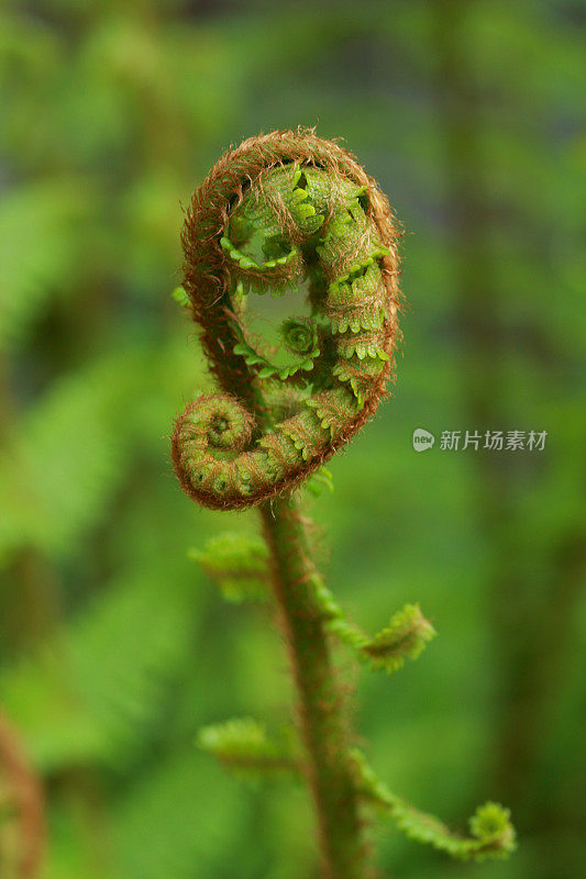 蕨类植物发芽