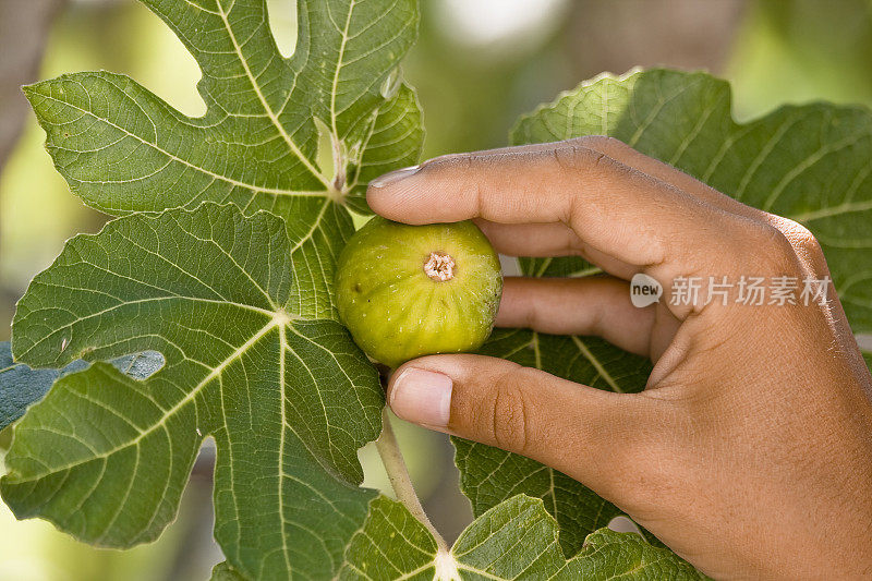 收获无花果