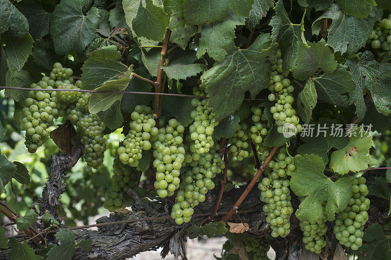 正在成熟的霞多丽葡萄酒葡萄在藤上的特写