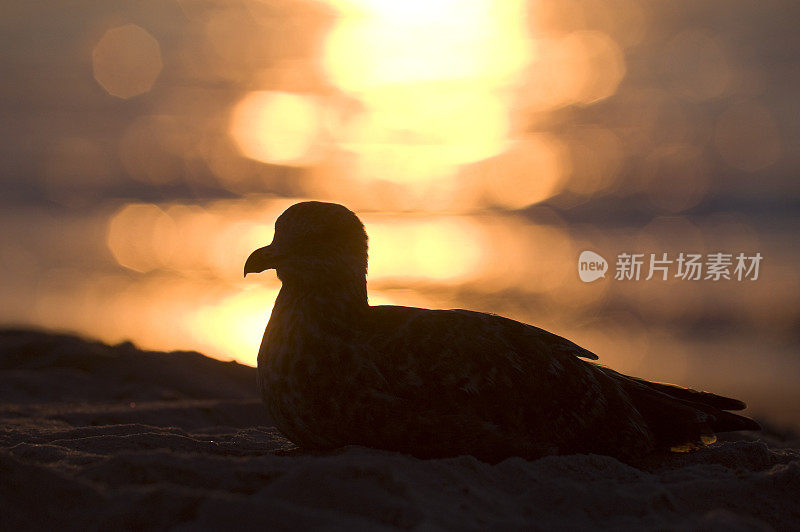 海鸥在日出