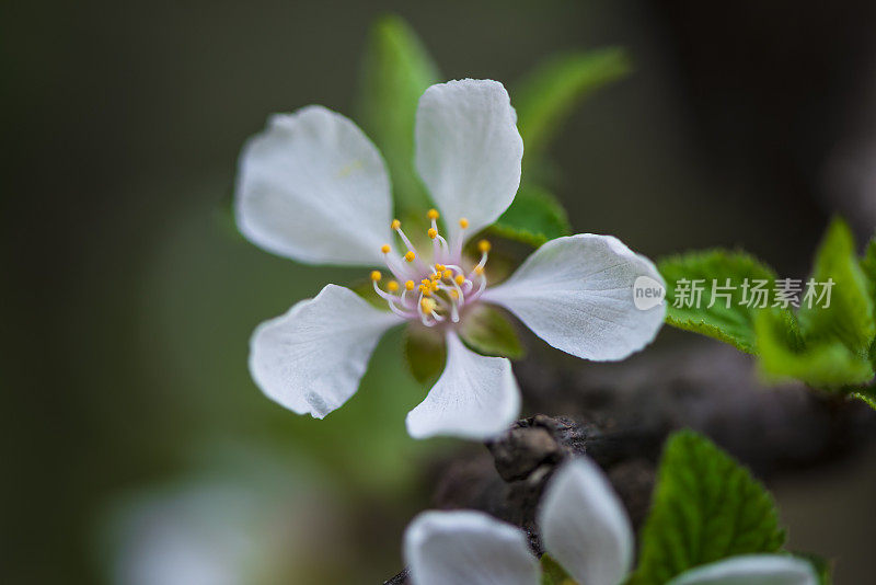 草地上的花