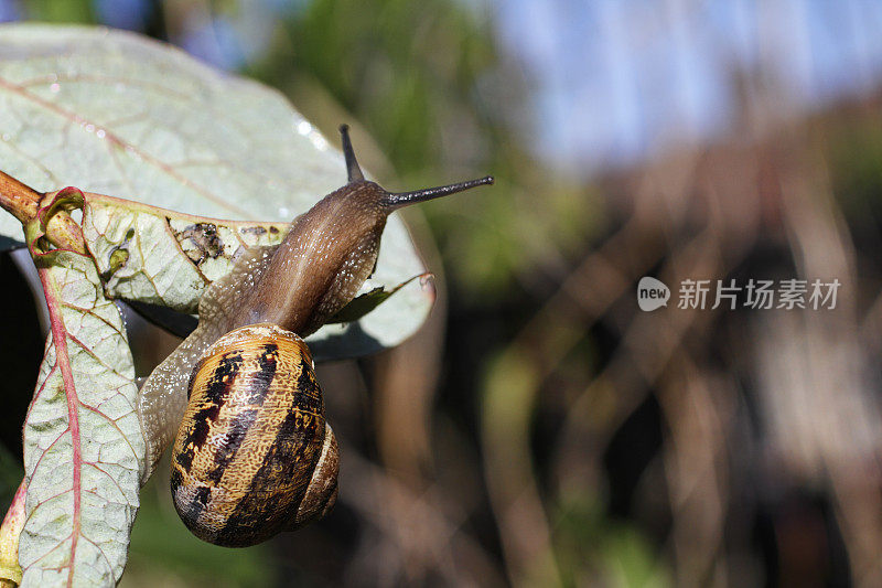 花园蜗牛螺旋aspper从它的壳出来