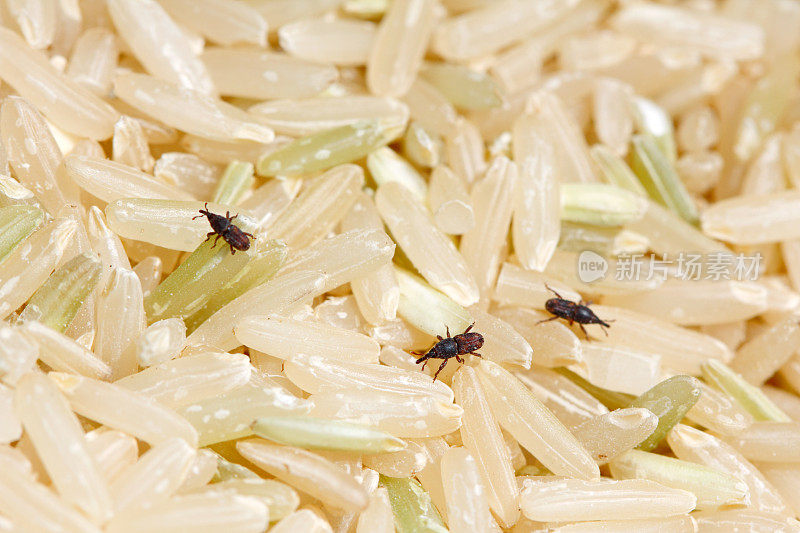 米粉上的米象虫