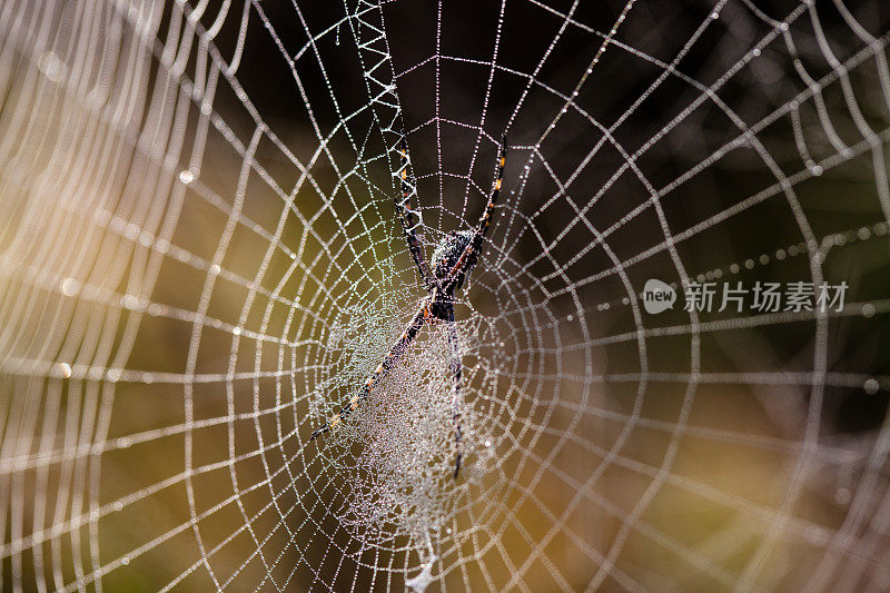 结网的蜘蛛
