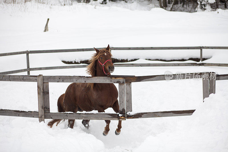 冬季围栏内活跃的马