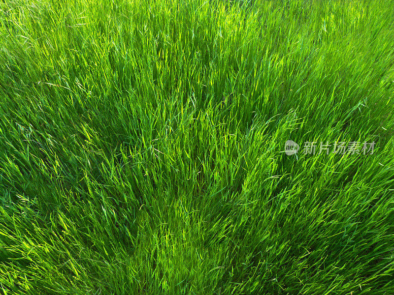 高大的绿草背景