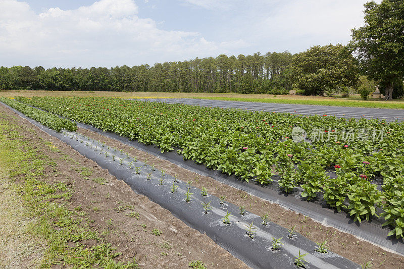 Zinnia农场