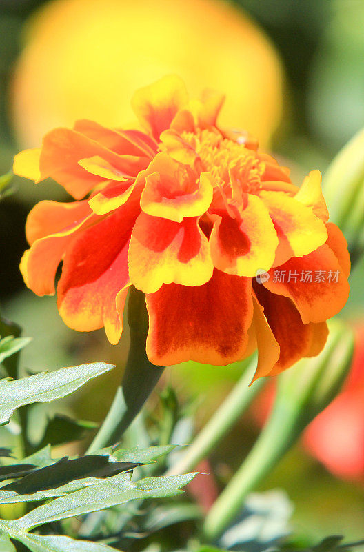 威尔士Carmarthen的Marigold