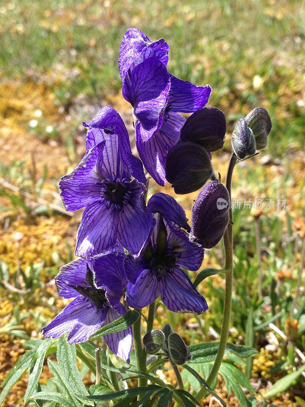 紫色的野花