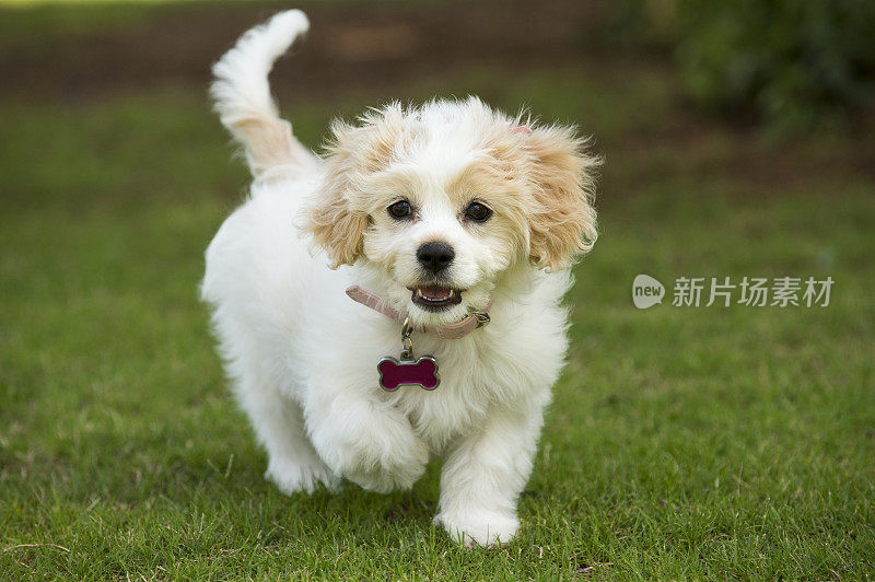 Cavachon小狗混合品种