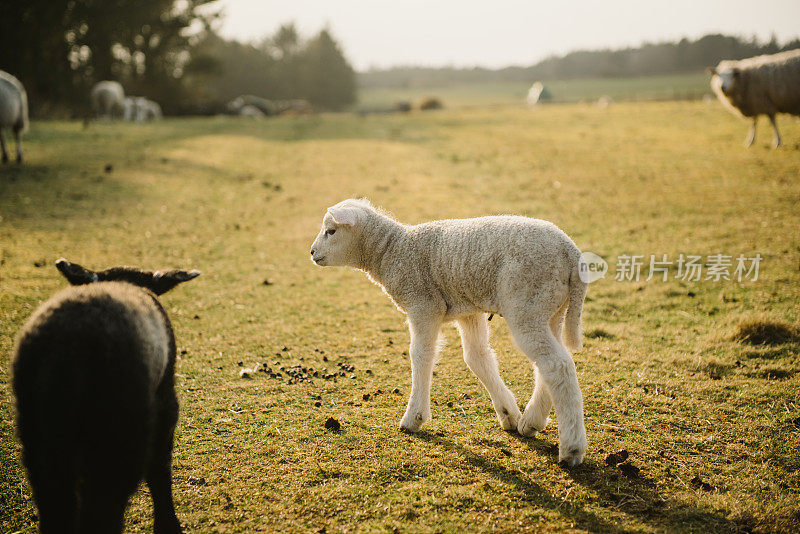 复活节的羊羔