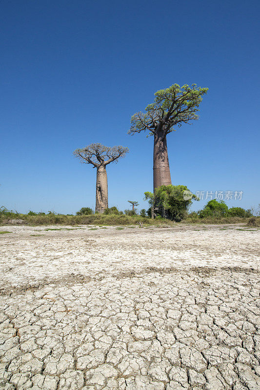 猴面包树(Adansonia)在马达加斯加干燥的土壤