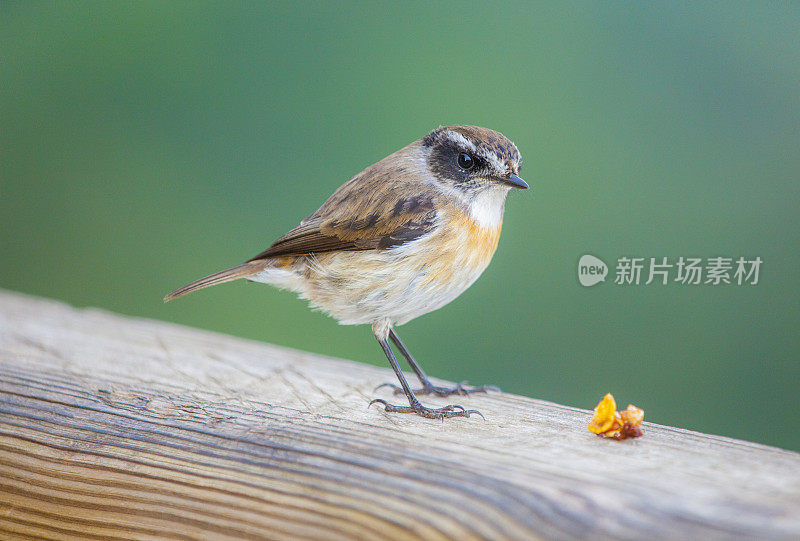 留尼旺岛的泰克特鸟