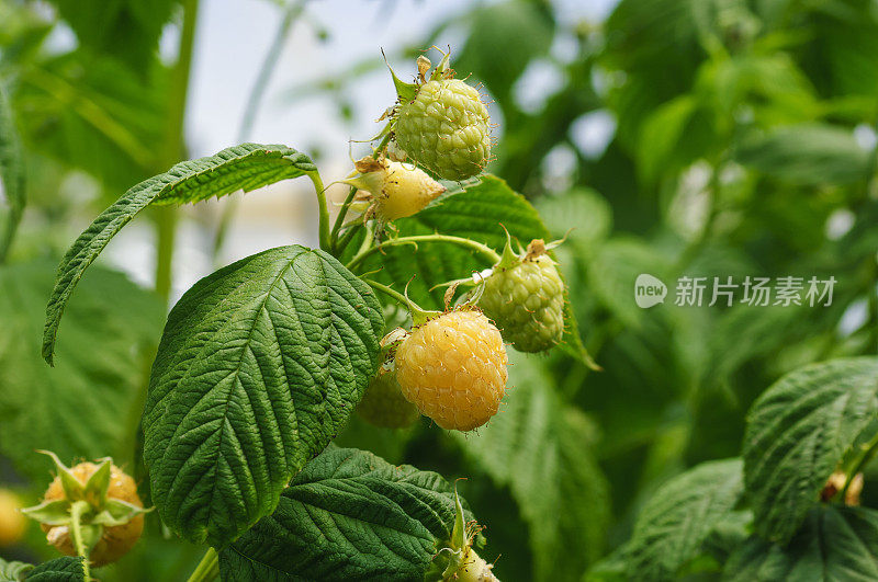 金色树莓在藤上成熟的特写