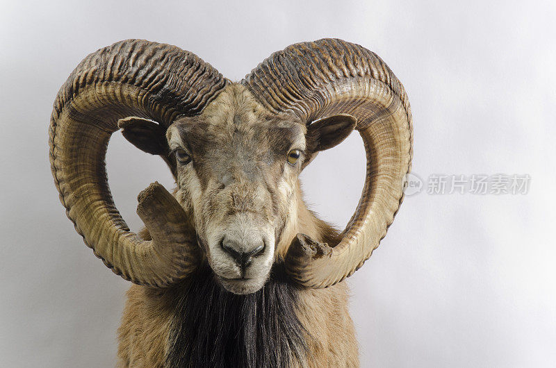 Mouflon野生绵羊标本