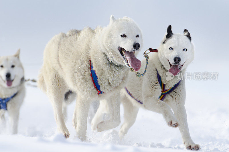 一群在雪中奔跑的哈士奇雪橇犬