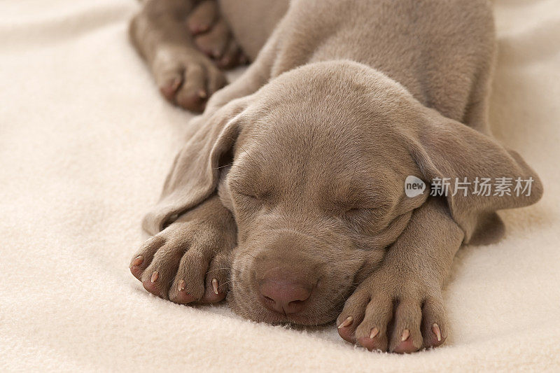 魏玛猎狗幼犬