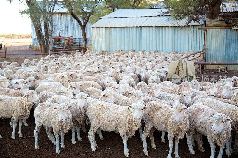 羊在澳大利亚