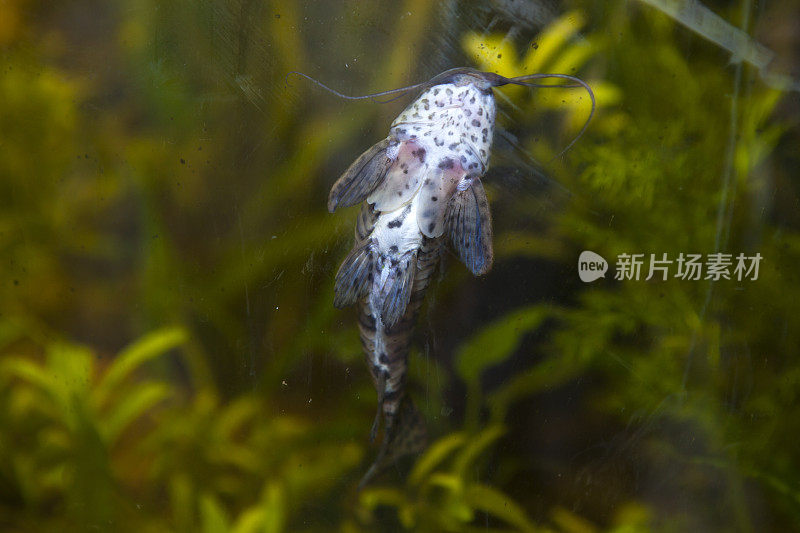 水族馆里的小鱼