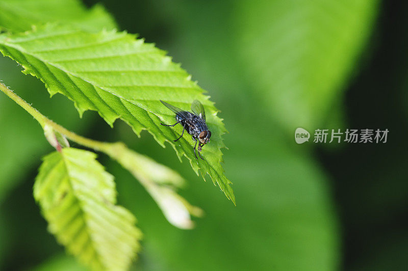 一只苍蝇的微距照片