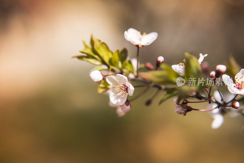 樱花樱花